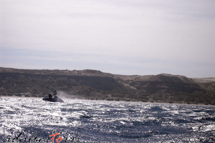 Animali patagonia